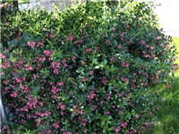 d5cf87b5-20160528 escallonia.jpg